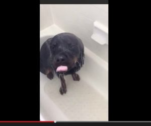 Cadela que adora tomar banho faz sucesso na internet; assista
