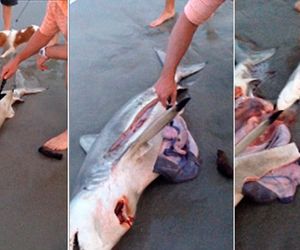 Homem abre fêmea morta em praia e salva filhotes de tubarão