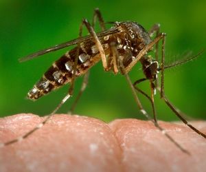Anvisa registra teste rápido para detecção do Zika em minutos