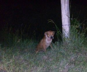 Menina de 2 anos morre após ser atacada por cães em Itamaraju