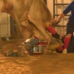 Salva-vidas de rodeio morre após ter cabeça pisoteada por touro
