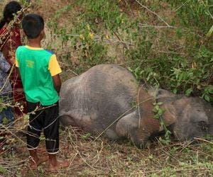 Trem atropela e mata quatro elefantes no Sri Lanka