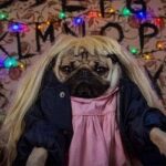 Pug bomba na internet com paródia de cenas de 'Stranger Things'