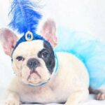 Itaigara sediará Carnaval para cachorros