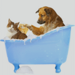 Entenda melhor a importância do banho e tosa para os pets