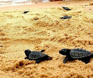 Alerta de fofura! Tartarugas marinhas são soltas na Barra