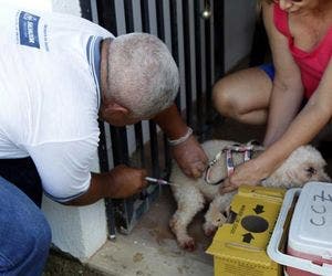 Saiba onde vacinar seu bichinho gratuitamente em Salvador