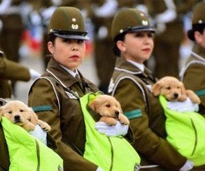 Filhotes de cães policiais roubam a cena de parada militar