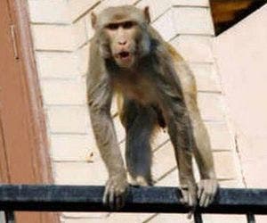 Idoso é morto após ser atingido por tijolos lançados por macacos