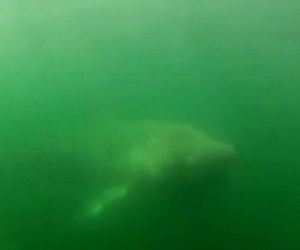 Mergulhador encontra tubarão de 10 metros de comprimento; veja