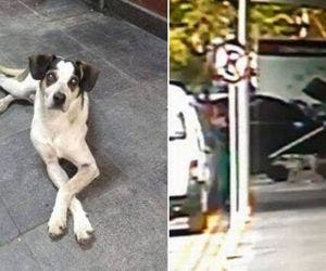 Segurança é responsabilizado por morte de cachorro no Carrefour