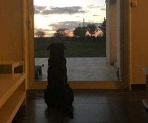 Irmã posta foto de cachorro esperando a volta de Sala