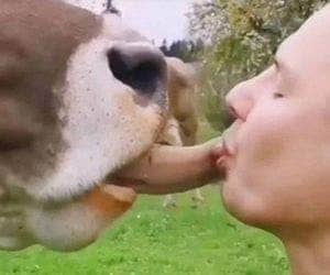 Desafio do beijo de língua em vaca provoca alerta de autoridades