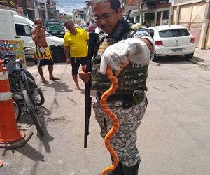 Cobra rara é encontrada no bairro do Uruguai; veja fotos