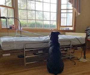 Cão espera ao lado de leito em hospital por dono que morreu