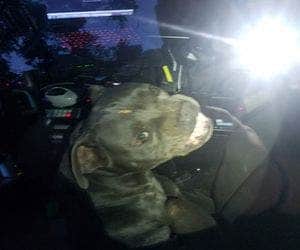 Pit bull 'sequestra' viatura e devora lanche dos policiais