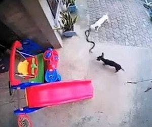 Cães atacam cobra para proteger menina de 1 ano; veja vídeo