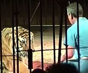 Tigres atacam e matam domador durante treinamento de circo