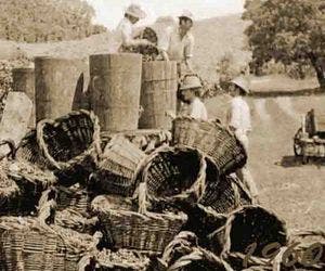 Vinhos de Itaparica: pioneira no cultivo da uva no Brasil