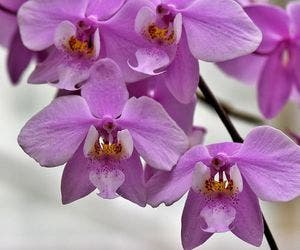 A Bahia das orquídeas