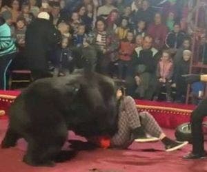 Urso ataca adestrador durante apresentação em circo; veja vídeo
