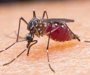 Anvisa libera novo medicamento para tratar malária com dose única