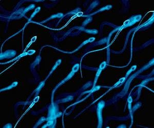 Corpo feminino 'bloqueia' espermatozoides lentos, diz estudo