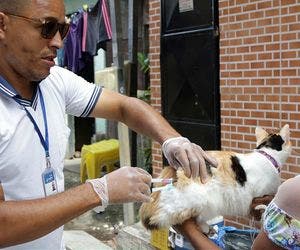 Dia D de vacinação antirrábica para pets acontece neste sábado