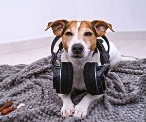 Spotify lança playlists para cachorros que ficam sozinhos em casa