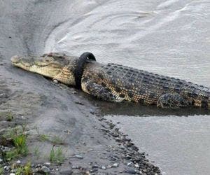 Autoridades oferecem recompensa a quem retirar pneu de crocodilo