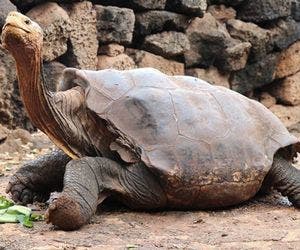 Tartaruga, que  salvou toda uma espécie com sexo, se aposenta