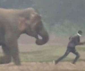 Elefante persegue turista que tentava fazer selfie com ele