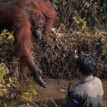 Orangotango estende a mão para 'salvar' homem em rio com cobras