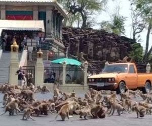 Macacos tomam conta de cidade 'abandonada' pelo coronavírus