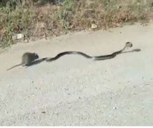 Instinto materno: ratinha briga com cobra para salvar filhote