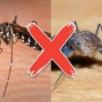 Saiba como diferenciar o mosquito da dengue da muriçoca