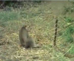 'Destemido e grandão': macaco enfrenta cobra-rei
