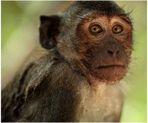 Macacos fazem 'distanciamento social' entre eles enquanto comem