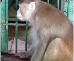 Macaco alcoólatra mata um e fere 250 por abstinência de bebida