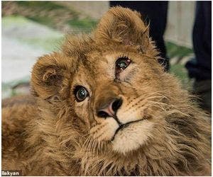 Muita dó: leão é torturado e espancado para não fugir de turistas