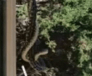 Duelo de gigantes: cobras são flagradas lutando no ar