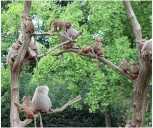 Macacos atacam turistas com facas e furadeiras em safari