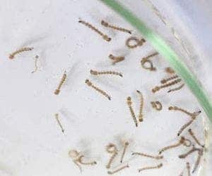 Como identificar as larvas do mosquito da dengue e eliminá-las