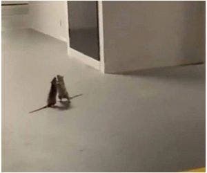 UFC? Ratos 'saem na mão' diante de gato em estacionamento