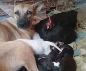 Galinha 'adota' 8 filhotes de cachorro que nasceram em um ninho
