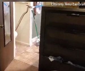 Homem abre vaso sanitário de casa e encontra cobra de 2 metros