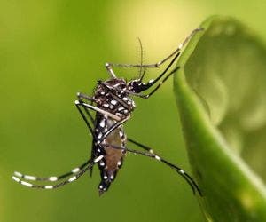 Quais cuidados tomar em período de surto da dengue e chikungunya?