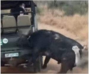 Sem freio, búfalo se esbarra em carro ao tentar fugir de leões