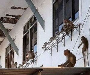 Briga entre 35 macacos derruba parede e mata dois homens