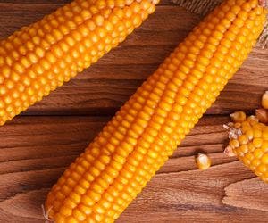 Alimento poderoso: conheça sete benefícios ao consumir o milho